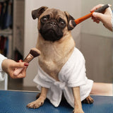 LET'S PAINT YOUR PET (Saturday 15 November 2025 - 2.00 PM)